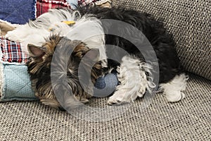 Cute Biewer Yorkshire Terrier puppy sleeping on pillow