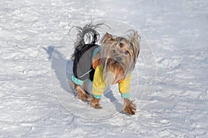 Cute biewer yorkshire terrier puppy is walking on a white snow in the winter park. Pet animals