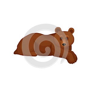 Cute big bear lying isolated on white background. Cartoon character of wild forest animal with brown fur. Flat vector