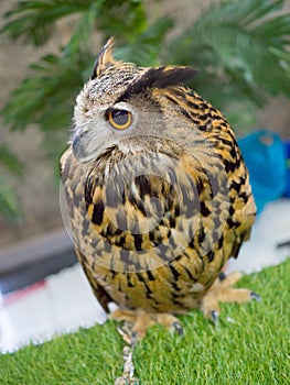 A Cute big brown Horned owls wild bird standing alone.