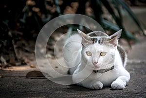 Cute big cat sit on the ground