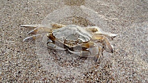 The cute big crab