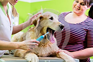 Big dog getting dental care by woman at dog parlor photo