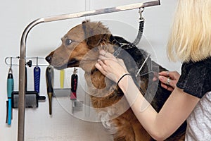 Cute big dog sits on the table and Grooming master cuts and shaves, cares for a dog. Grooming, drying and styling dogs, combing