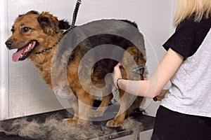 Cute big dog on the table and Grooming master cuts and shaves, cares for a dog. Grooming , drying and styling dogs, combing wool