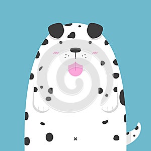 Cute big fat Dalmatian dog