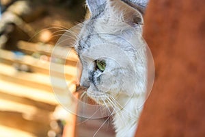 Cute big fluffy Siberian cat in profile looks down.