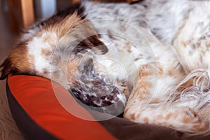 Cute big mutt dog sleeping in bed, resting