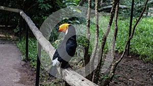A cute big Toucan Ramphastos toco is sitting on a perch in a tropical park.