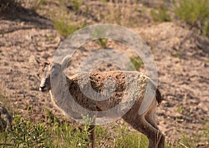 Really Cute Bighorn Sheep Baby in the Badlands