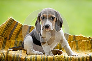 Cute bigle puppy on yellow underlay