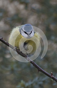 Blue tit on branch