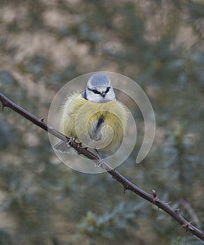 Blue tit on branch