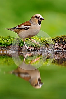 Cute bird. Beautiful songbird, Hawfinch, in water mirror, brown songbird sitting in the water, nice lichen tree branch, bird in th