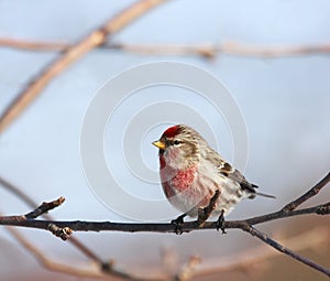 Cute bird on a branch photo