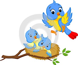 Cute bird cartoon photo