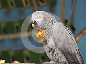 Cute bird eating food in the stand