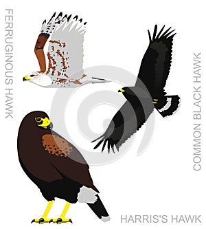 Cute Bird Falconry Harris`s Hawk Set Cartoon Vector