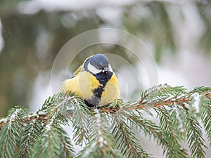 Cute bird Great tit, songbird sitting on the fir branch with snow in winter