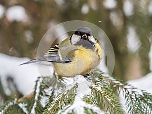 Cute bird Great tit, songbird sitting on the fir branch with snow in winter