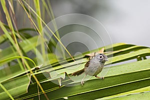 A cute bird - Mountain Fulvetta