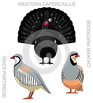 Cute Bird Partridge Capercaillie Hen Set Cartoon Vector