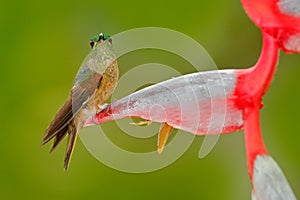 Cute bird sitting on a beautiful red Heliconia flower, tropical forest, animal in nature habitat. Wildlife scene from nature. Fawn