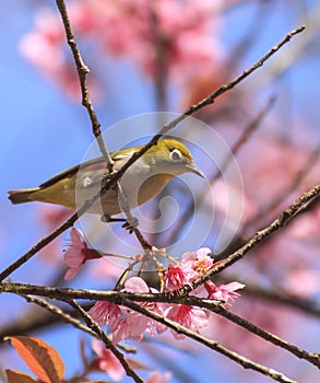 Cute bird sitting on Cherry blossom tree