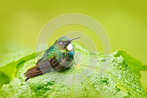 Cute bird sitting on the green leave, small bird in the green leaves, animal in the nature habitat, mountain tropic forest, wildli