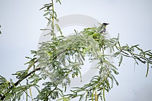 Cute bird sitting on green tree with natural background