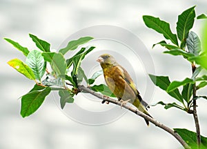 Cute bird standing on the spring green tree branch