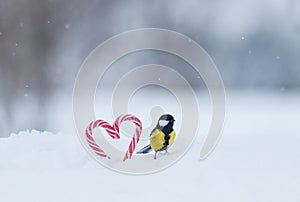 cute bird tit sitting on sweet red candy lollipops in the shape of a heart in white snow on a festive Valentine`s day
