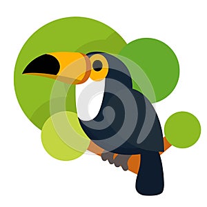 A cute bird,toucan