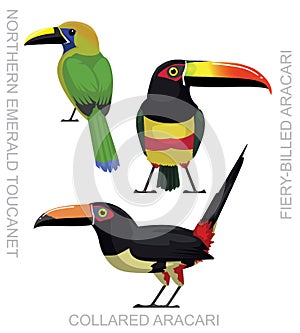 Cute Bird Toucanet Aracari Set Cartoon Vector