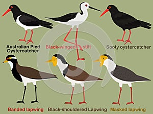 Cute bird vector illustration set, Australian Oystercatcher, Black-winged stilt, Lapwing