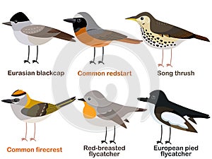 Cute bird vector illustration set, Blackcap, Redstart, Song thrush, Firecrest, Flycatcher
