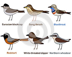 Cute bird vector illustration set, Blackcap, Thrush, Bluethroat, Redstart, Dipper, Wheatear