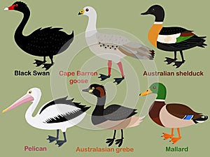 Cute bird vector illustration set, Mallard, Grebe, Shelduck, Pelican, Swan, Cape Barren Goose