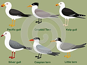 Cute bird vector illustration set, Pacific gull, Little tern, Silver gull, Kelp gull, Caspian tern, Crested Tern