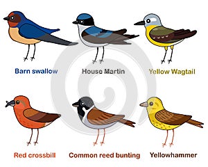 Cute bird vector illustration set, Swallow, Martin, Wagtail, Crossbill, Reed bunting, Yellowhammer