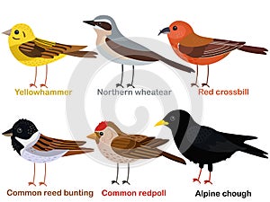 Cute bird vector illustration set, Yellowhammer, Wheatear, Red crossbill, Reed bunting, Redpoll, Alpine Chough