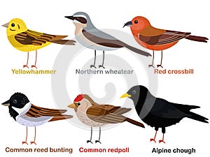 Cute bird vector illustration set, Yellowhammer, Wheatear, Red crossbill, Reed bunting, Redpoll, Alpine Chough photo