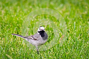 Cute bird white wagtail, Motacilla alba standing on a green lawn in spring. The white wagtail is a small passerine bird