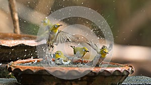 Cute birds bathe in a small pot