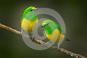 Cute birds. Beautiful tanager Blue-naped Chlorophonia, Chlorophonia cyanea, exotic tropical green songbird from Colombia. Wildlife photo