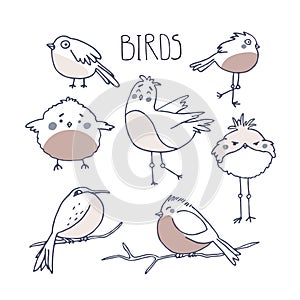 Cute birds in doodle style. Birding and ornithology concept