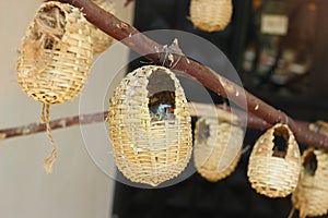 Cute birds living in basket nests