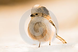 Cute birds in snow