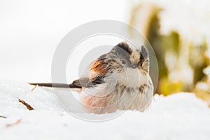 Cute birds in snow