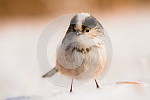 Cute birds in snow